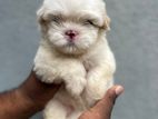 Shihtzu Dog