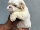 Shih Tzu Puppies