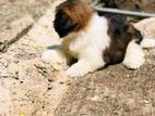 Shih Tzu Puppy