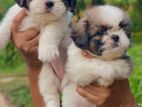 Shih Tzu