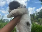 Shih Tzu Puppy
