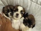 Shih Tzu Puppy