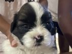 Shih Tzu Puppies