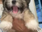 Shih tzu