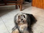 Shih Tzu Female Dog