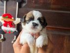 Shih Tzu Puppy