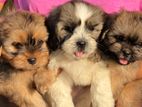 Shih Tzu Puppies