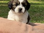 Shih Tzu Puppies