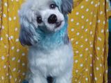 Shih Tzu Dog