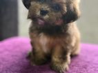 Shih Tzu Puppies