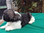 Shih Tzu Puppies