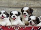 Shih Tzu Puppies