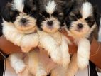 Shih Tzu Dog