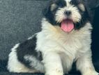 Shih Tzu Puppy