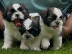 Shih Tzu Puppies