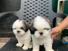 Shih Tzu Puppy