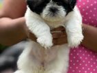 Shih Tzu Puppies