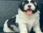 Shih Tzu Puppy