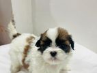 Shih Tzu Puppies
