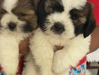 Shih Tzu Puppy