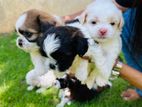 Shih Tzu Puppies