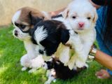 Shih Tzu Puppies