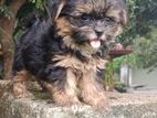 Shih Tzu Puppy