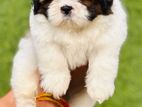 Shih Tzu Puppies