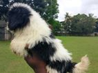 Shih Tzu Puppy