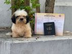 Shih Tzu dog
