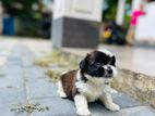 Shih Tzu Puppy