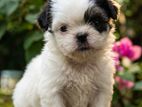 Shih Tzu Puppies