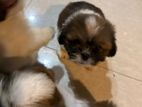 Shih Tzu Puppies