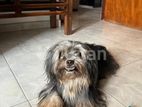 Shih Tzu Puppy