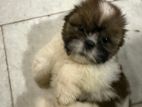 Shih Tzu Puppy