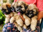 Shih Tzu Puppy