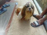 Shih Tzu Puppies