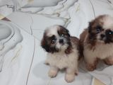 Shih Tzu Puppies