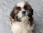 Shih Tzu Puppies