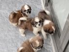 Shih Tzu Puppies