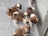 Shih Tzu Puppies