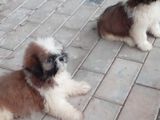 Shih Tzu Puppies