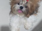 Shih Tzu Puppies