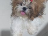 Shih Tzu Puppies