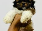 Shih Tzu Dog