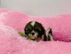 Shih Tzu