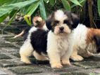 shih tzu