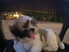 Shih Tzu