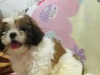 Shih Tzu Puppy