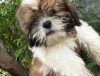 Shih Tzu Puppies